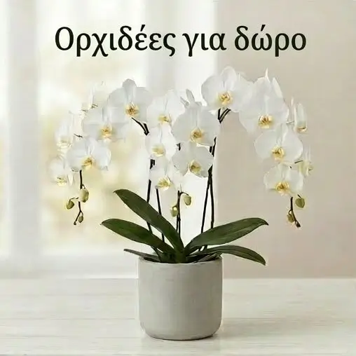 Ορχιδέες για Δώρο