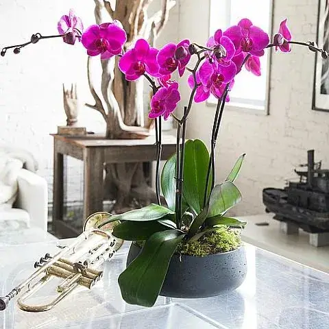 Ανθισμένη ορχιδέα Phalaenopsis σε κομψό κεραμικό κασπό για δώρο ευχαριστίας